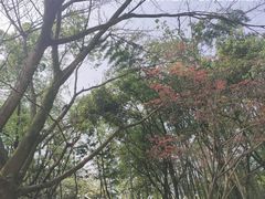 -峨眉山报国寺