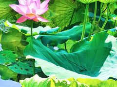 -荔湾湖公园