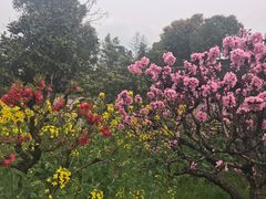 -南汇桃花村