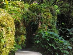-深圳仙湖植物园