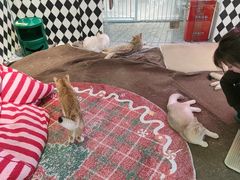 -大型宠物商超·宠海王国·宠物猫狗活体·用品·美容(新世界百货重庆店)