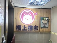 -楼上猫咖(罗湖店)