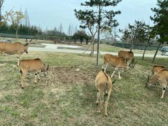 -上海野生动物园
