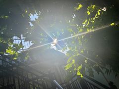-丁老爷子苏香圆