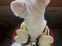 -阿三麻蓉汤圆(顺光大厦店)