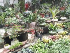 -桂林市花鸟市场