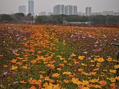 -海珠湖公园