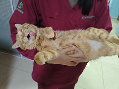 -瑞派福兴宠物医院犬猫全科·骨科·中西医结合(河东店)