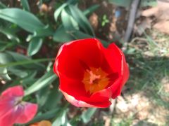 -洛阳郁金香牡丹园