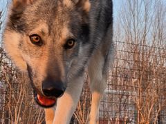 -爪吧宠物乐园 (温榆河示范区店)