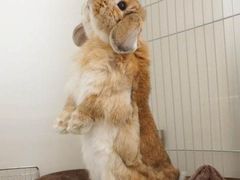 -LELECHA乐乐茶(新街口大洋店)