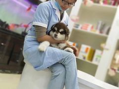 -特一安24小时宠物医院·骨科·中兽医