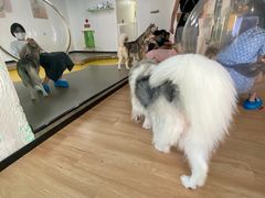 -Husky Go! 哈士奇体验馆·宠物咖啡厅狗咖