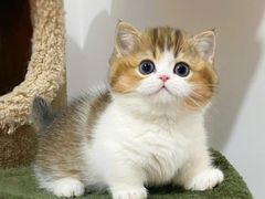-欣宠猫屋·矮脚拿破仑·蓝金金渐层