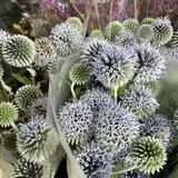 鲜花世界女孩的世界