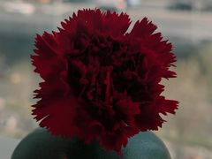 -翡翠江南(国贸商城店)