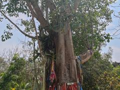 -中国科学院西双版纳热带植物园