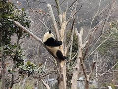 -卧龙中华大熊猫苑神树坪基地