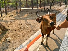 -清迈夜间动物园