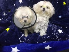 -爱侣宠医·鹦鹉专科·小型哺乳类·异宠专科(灵石路店)