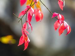 -叠溪松坪沟景区
