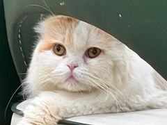 -安格丽娜·狗咖·猫咖羊驼咖(春熙路百盛商场店)