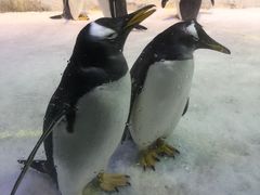 -芜湖新华联大白鲸海洋公园