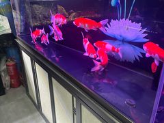 -花鸟鱼虫鲜花绿植市场(玉泉路店)