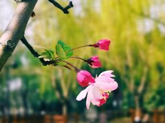 -陆家嘴中心绿地
