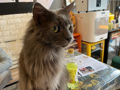 -平行世界·猫咖(首经贸店)