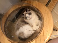 -momokira米努特·德文卷毛猫·棉花面纱犬