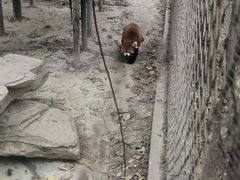 -成都动物园