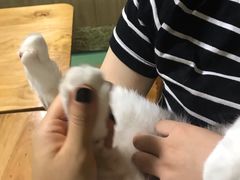 -藦茜花园宠物主题亲子互动体验馆(国顺东路店)