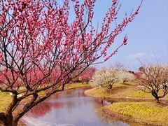 -花开海上生态园
