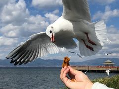 -湖景渔湾