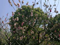 -南汇桃花村