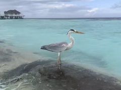 -中央格兰德岛温泉度假酒店 - 全包