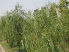 -美兰湖景区