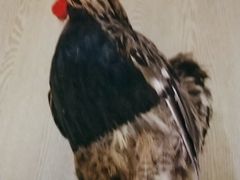 -俭寨大盘鸡·缸子肉·小公鸡·新疆菜(云通店)