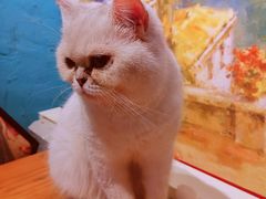 -猫小院猫主题咖啡厅(北锣店)