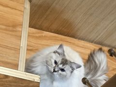 -MOCHA明星猫咖(田子坊店)