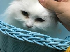 -纳吉亚猫专科动物医院博雅分院