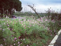 -田园东方蜜桃村的田野营地