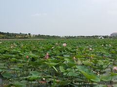 -天津东丽湖风景区