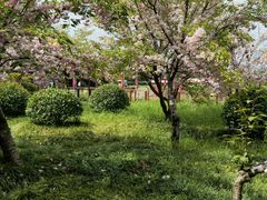 -东平国家森林公园
