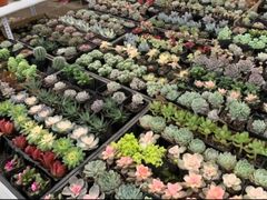 -三圣花乡旅游区