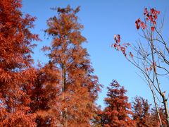 -上海长兴岛郊野公园