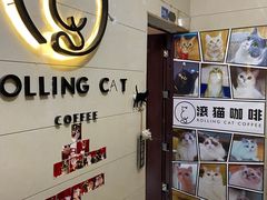 -滚猫咖啡·猫咖·猫友好撸猫(未来城店)