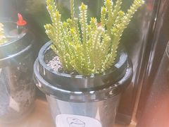 -白日梦奶茶