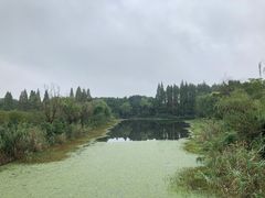 -南湖湿地公园